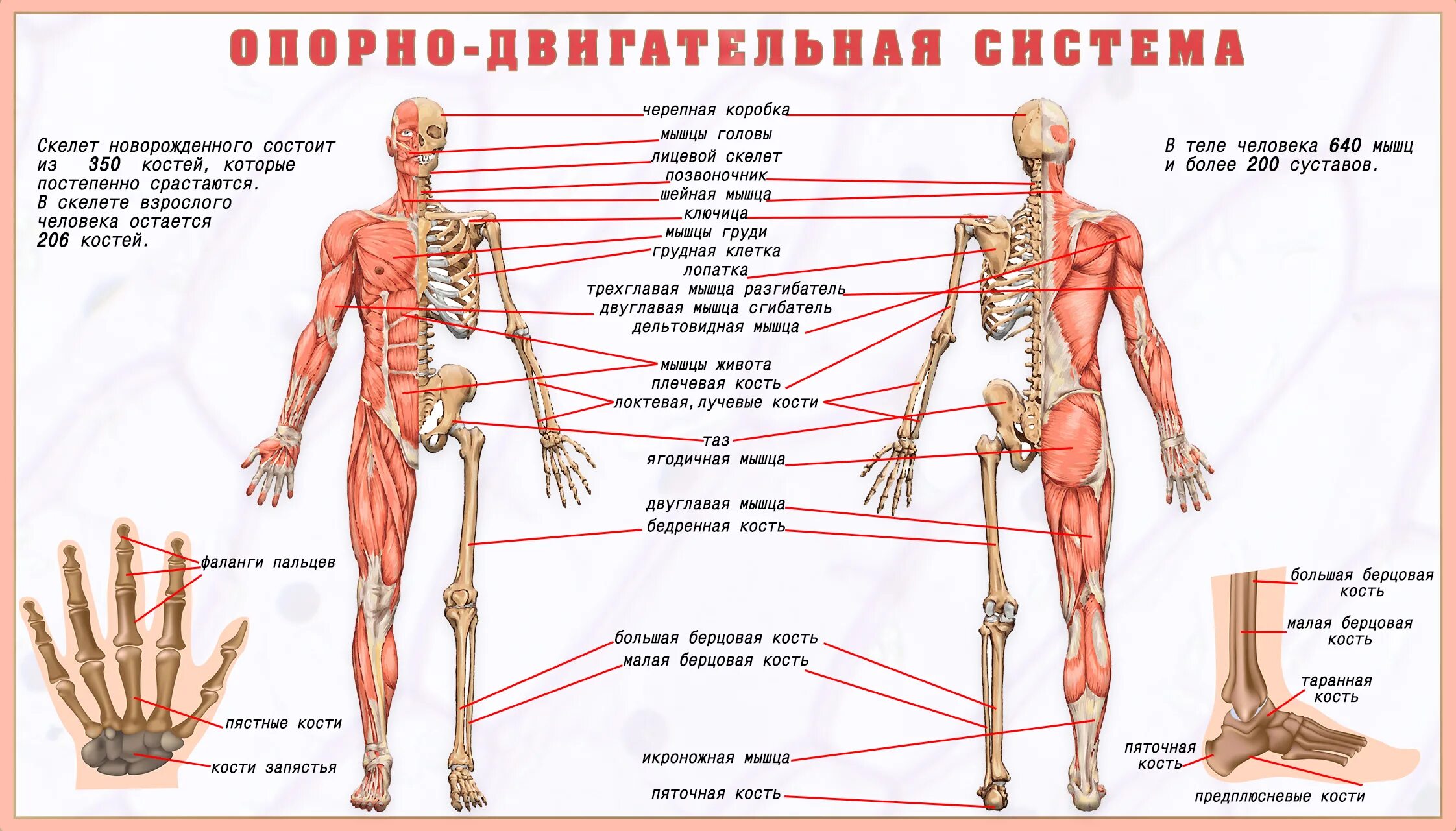 Система скелет и мышцы. Опорно-двигательная система состоит из скелета и. опорно двигательная система мышцы. опорно двигательная система схема. опорно двигательная система кости человека анатомия.
