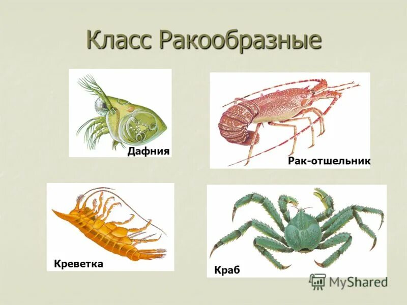 К классу ракообразных относят
