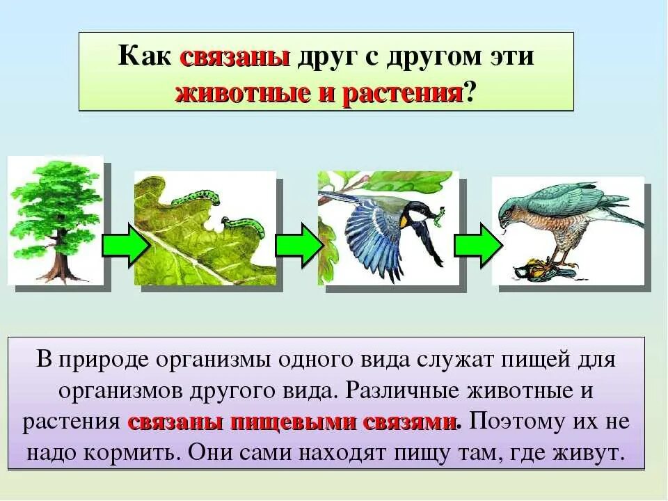 Взаимосвязи растений. Как животные связаны с растениями. Взаимосвязь растений и животных. Взаимосвязи в природе.