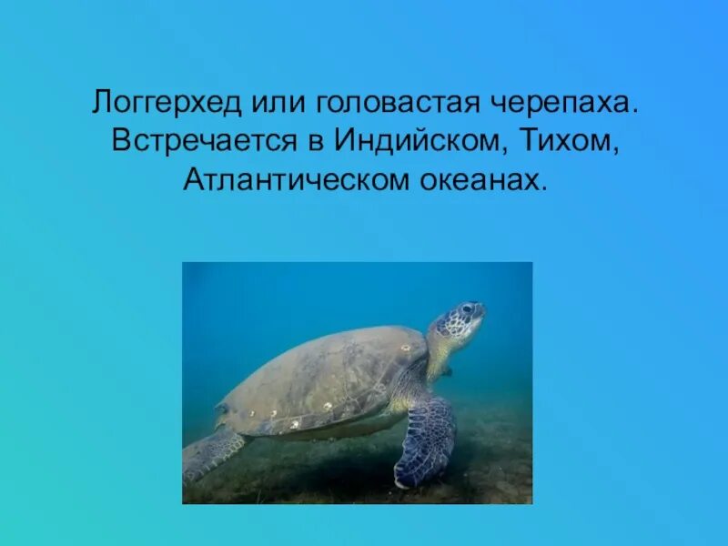 Почему зеленая черепаха занесена в красную книгу. Логгерхед. логгерхед доклад. зеленая морская черепаха красная книга. краснокнижные черепахи-логгерхеды.