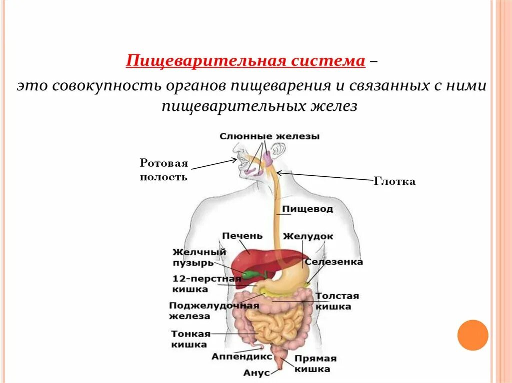 Пищеварительная система схема 5 класс. Схема процесса пищеварения человека. Процессы в отделах пищеварительной системы. Путь пищеварительной системы у человека. Химическое изменение пищи