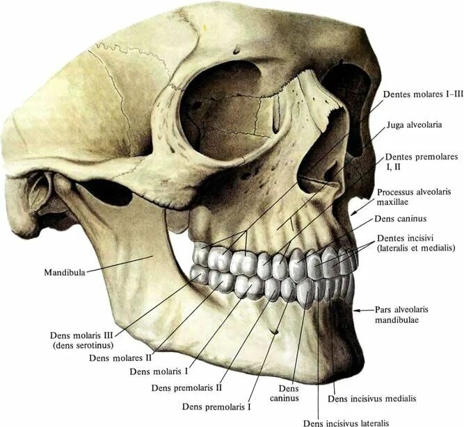 Зубной на латыни. Строение нижней челюсти черепа. Анатомия нижней челюсти человека стоматология. Верхняя челюсть кость черепа анатомия. Зубы верхней челюсти анатомия.