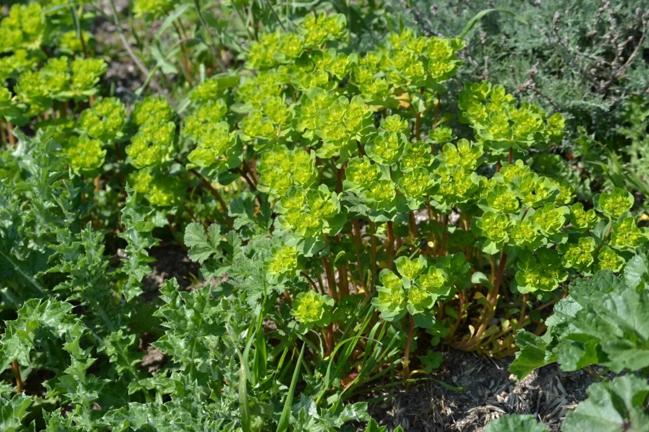 Сорняк молочай. Euphorbia helioscopia молочай солнцегляд. Молочай солнцегляд (Euphorbia helioscopia l.). Молочай Жигулёвский. Молоча́й-солнцегля́д.