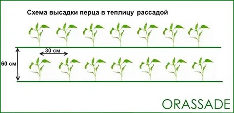 Посадка перцев в теплице расстояние между кустами