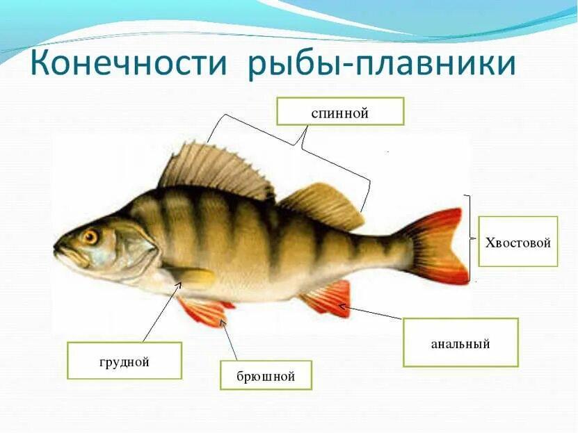 Строение рыбы Речной окунь. Надкласс рыбы строение окуня. Речной окунь строение. Внешнее строение рыбы окунь.