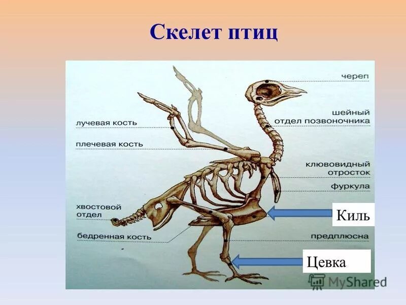 Цевка это часть. Скелет птицы цевка. Скелет птицы киль и цевка. Строение птицы цевка. Строение скелета птицы 7 класс биология.