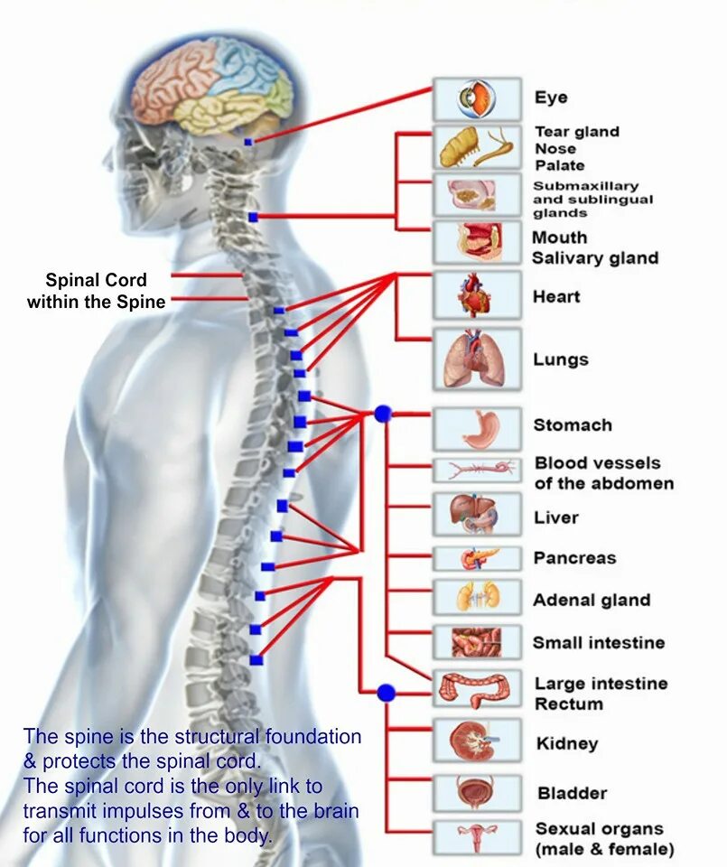 Связь органов человека. Схема позвоночника и органов. Позвоночный столб и внутренние органы. Позвоночник человека влияние на органы. Проекция позвоночника на спине.