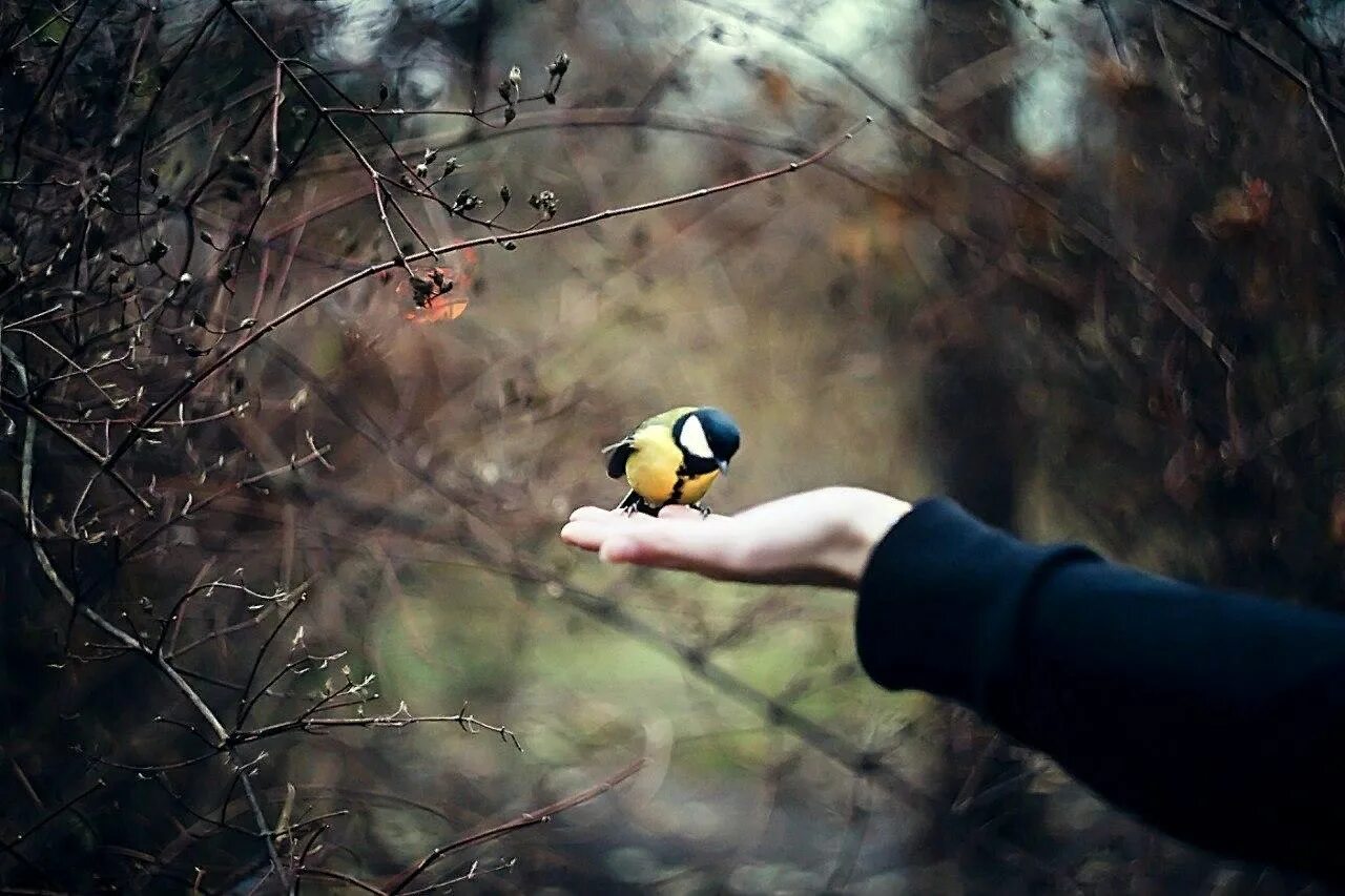 Птица на руке. Синица в руках. Синичка на руке. Синица на ладони. Познание птицы