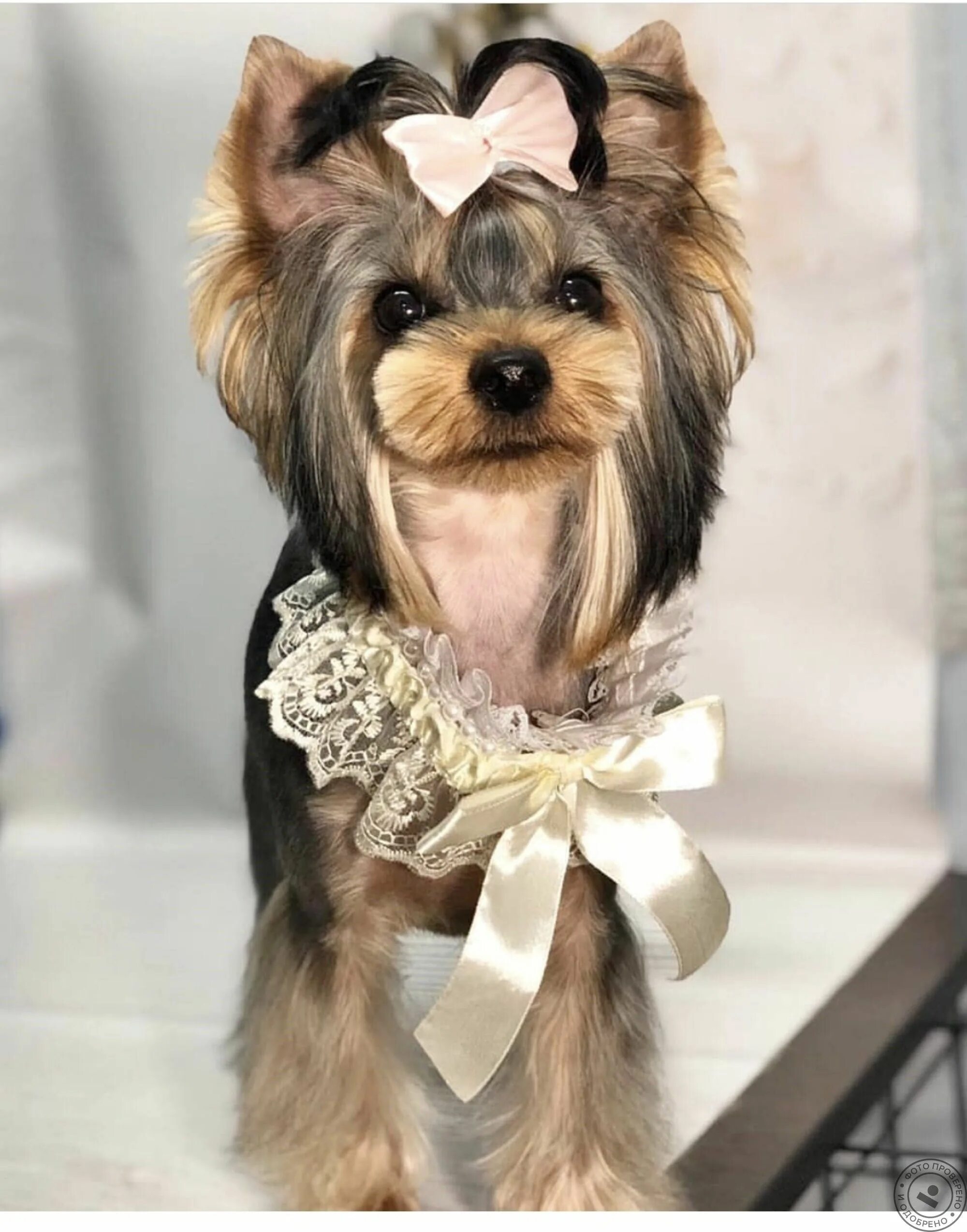 Стрижки йоркширского терьера девочки. Йоркширский терьер стандарт. Йоркширский терьер длинношерстный. Стрижки йоркширского терьера девочки. Стрижки йоркширского терьера девочки.