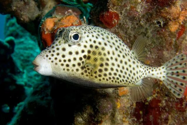 Пятнистые рыбы фото Spotted sea trout (Cynoscion nebulous) Fedor Flickr