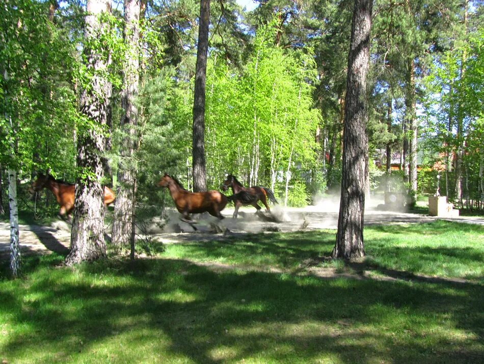 Санаторий Обь Барнаул. Санаторий Обь Барнаул фото. Обь санаторий 2014 год фото.