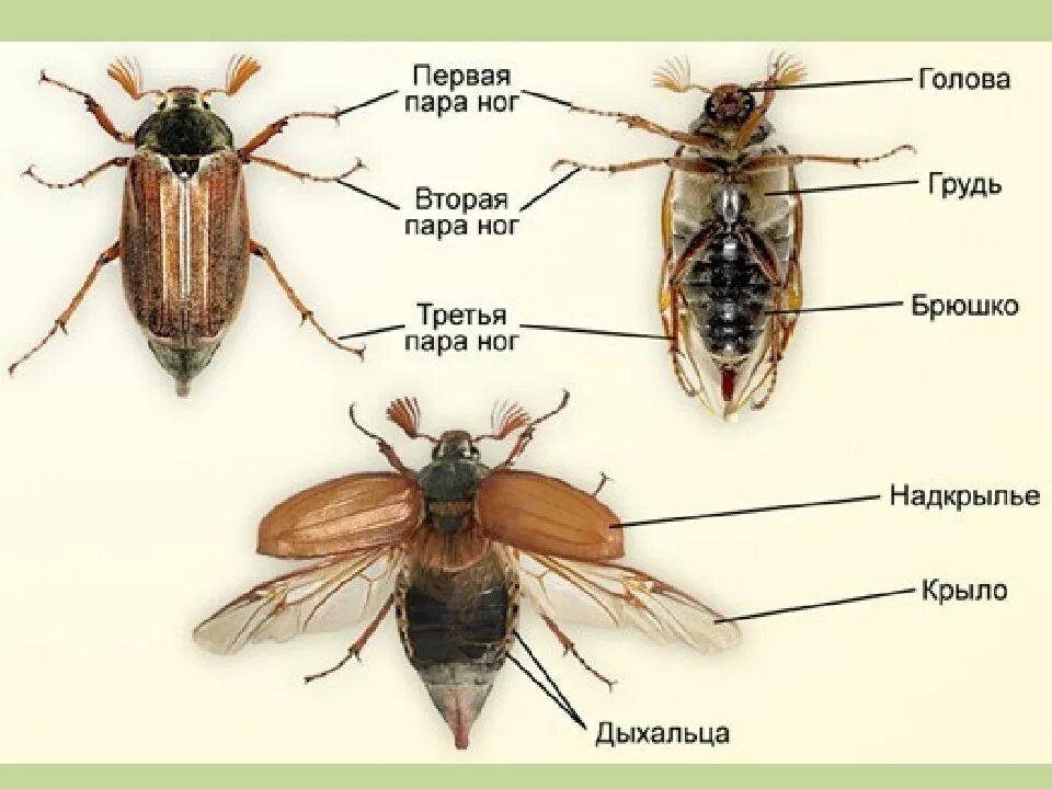 Насекомые имеют 3 отдела. Жук хрущ строение. Хрущ Майский строение. Брюшко майского жука строение. Внешнее строение майского жука.