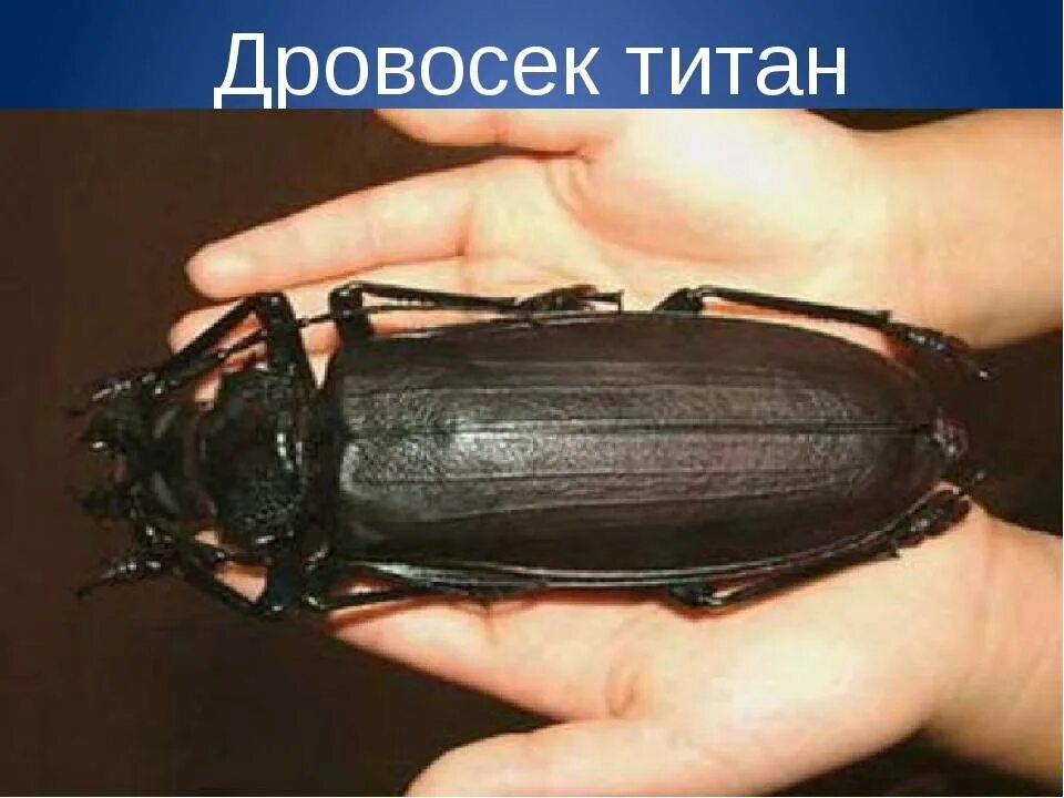 Дровосек-титан: Таинственный жук размером с человеческую ладонь.