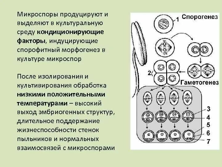 В результате какого деления образуются микроспоры. Микроспора. Микро споты. Строение микроспоры. Микроспоры растений.