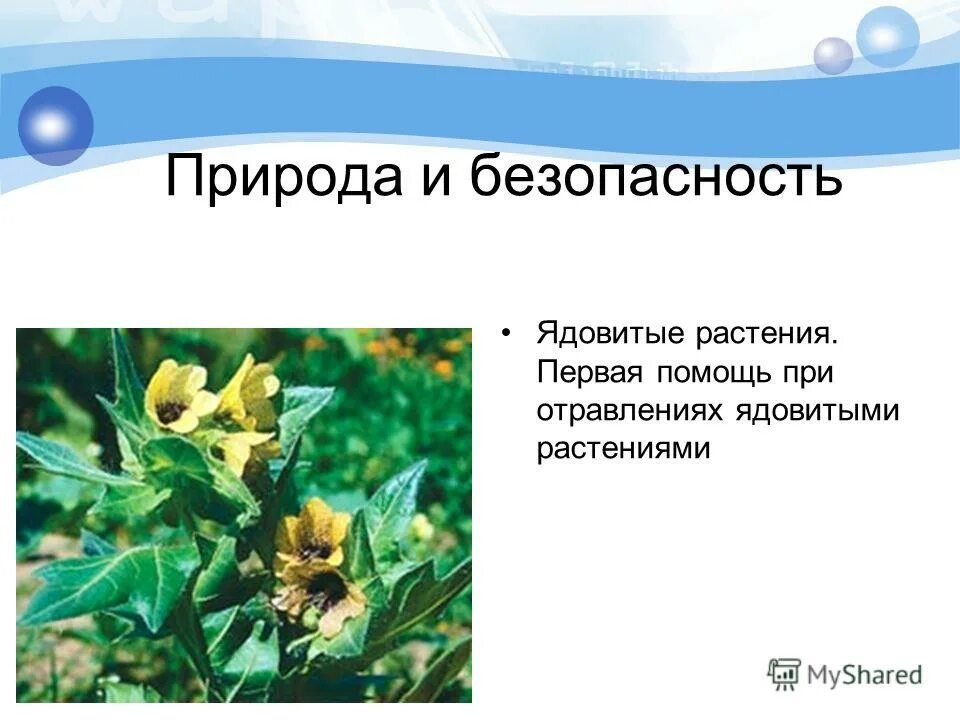 травы, которые содержат ядовитые и токсические вещества. осторожно ядовитые растения для детей. безопасность ядовитые растения. 20 растений ядовитых. безопасность на природе ядовитые растения.
