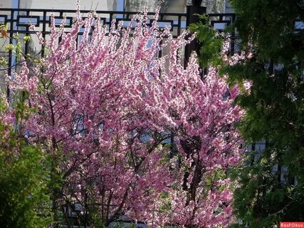 Декоративный кустарник цветет