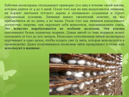 Полиплоидный тутовый шелкопряд