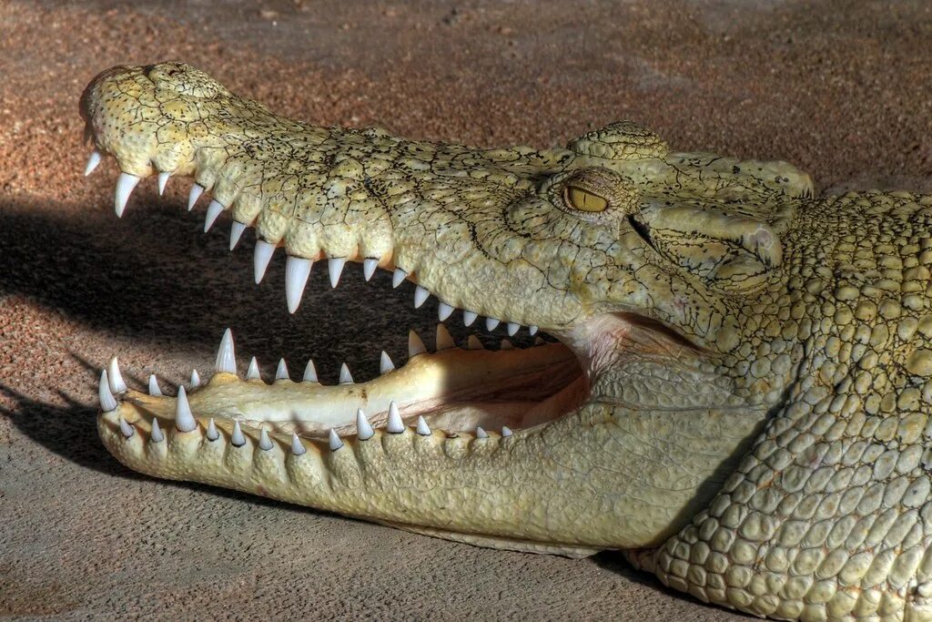 Челюсть крокодила. Зубастый крокодил.