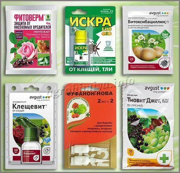 Против паутинного клеща препарат. Средство от паутинного клеща на комнатных растениях. Препараты от клеща на растениях. Препараты от клещей на растениях комнатных.