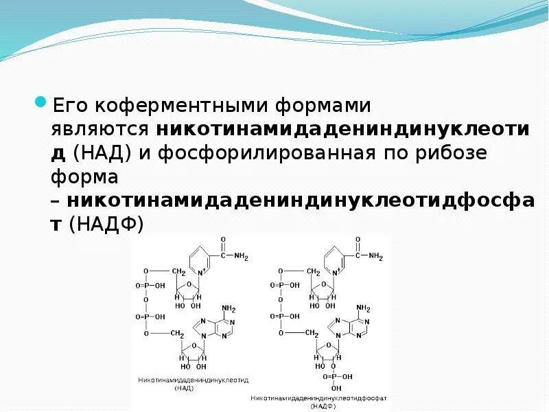 Витамин b3 коферментная форма. Коферментные формы витамина в3. Активная коферментная форма витамина b3. Коферментная форма витамина b4. Коферментные функции витаминов