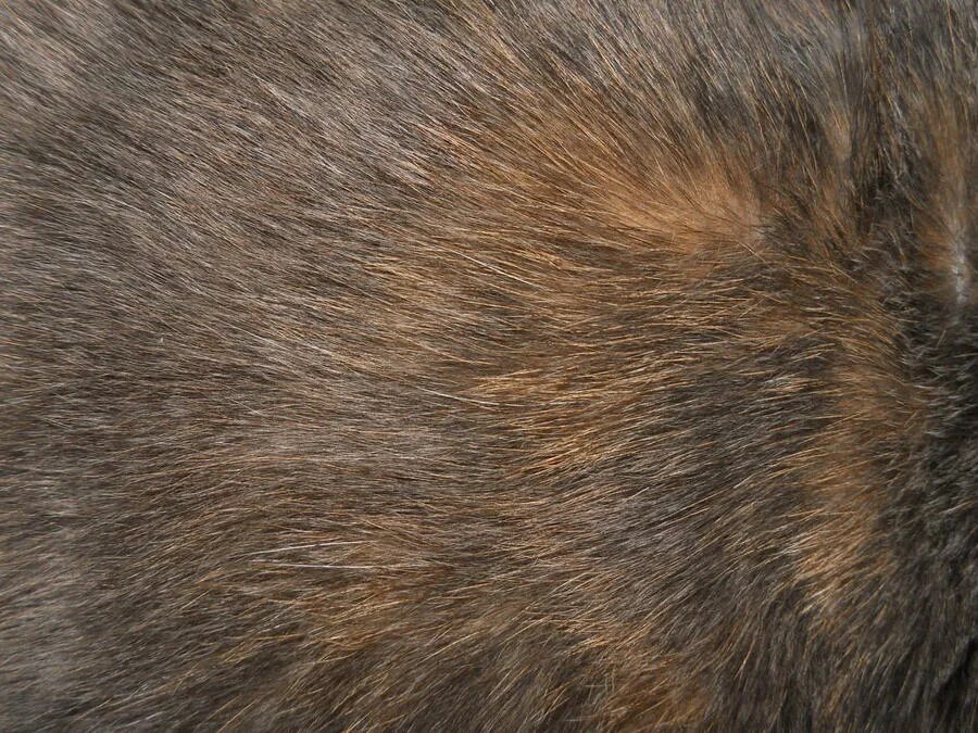 Cat texture