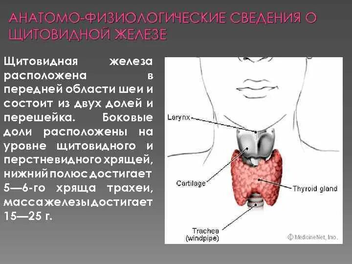 Анатомо-физиологические сведения о щитовидной железе. Строение перешейка щитовидной железы. Анатомо физиологические характеристики щитовидной железы. Образование перешейка щитовидной железы