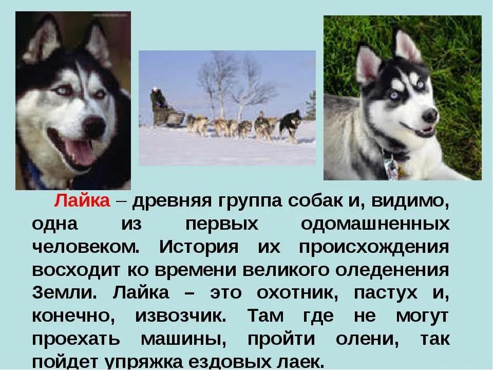 Доклад на тему собаки. Рассказ о породе собак лайка 2. Рассказ о породе собак лайка. Собака лайка описание для детей 1 класса. Рассказ про породу собаки лайка 1 класс.