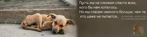 Е1 поможем чем сможем животные
