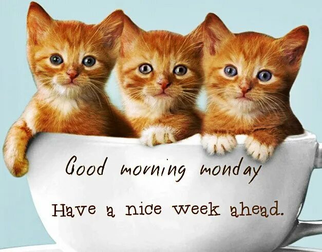 Have a nice week картинки. Have a nice Monday. Have a good week ahead.. Have a good Day Cat.