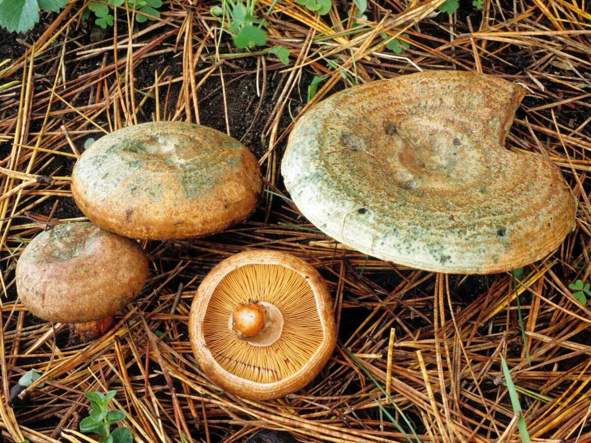 Обрабатываем рыжики. Рыжик Сосновый/Боровой (Lactarius deliciosus);. Рыжик Боровик. Рыжик настоящий Lactarius deliciosus. Рыжик Сосновый деликатесный.