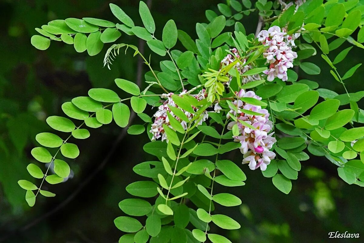 Акация листья. Акация подалириелистная. акация подалириелистная (acacia podalyriifolia). акация миртолистная. акация бобовые.