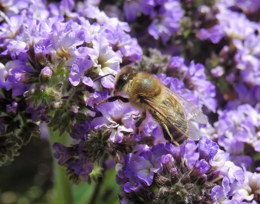 Медоносы для пчел. Пчела на сиреневом цветке. Пчела на фиолетовом цветке. Фиолетовый медоносный цветок.