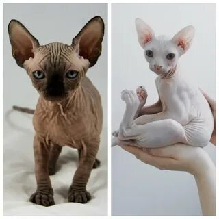 Котятам сфинкса месяц чем кормить
