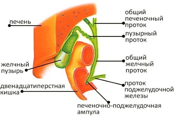 Жёлчный пузырь болит симптомы. Желчный пузырь и протоки анатомия. Желчный пузырь картинка. Форма желчного пузыря норма. S образный желчный пузырь узи.