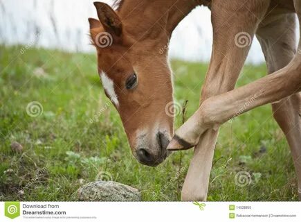 Red Roan Colt Scratching Nose Stock Image - Image of colt, scratching 