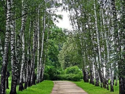 Березовая роща аллея