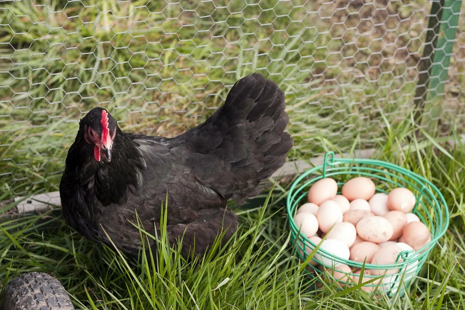 Черно пестрые цыплята. Австралорп яйца. Австралорп куры яйца. Австралорп порода яйцо. Австралорп наседка.