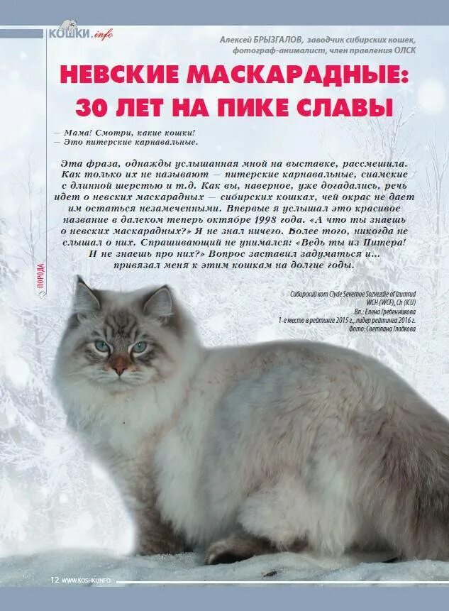 Вес невской маскарадной по месяцам таблица Наши невские маскарадные котята. Котята Вашей мечты.