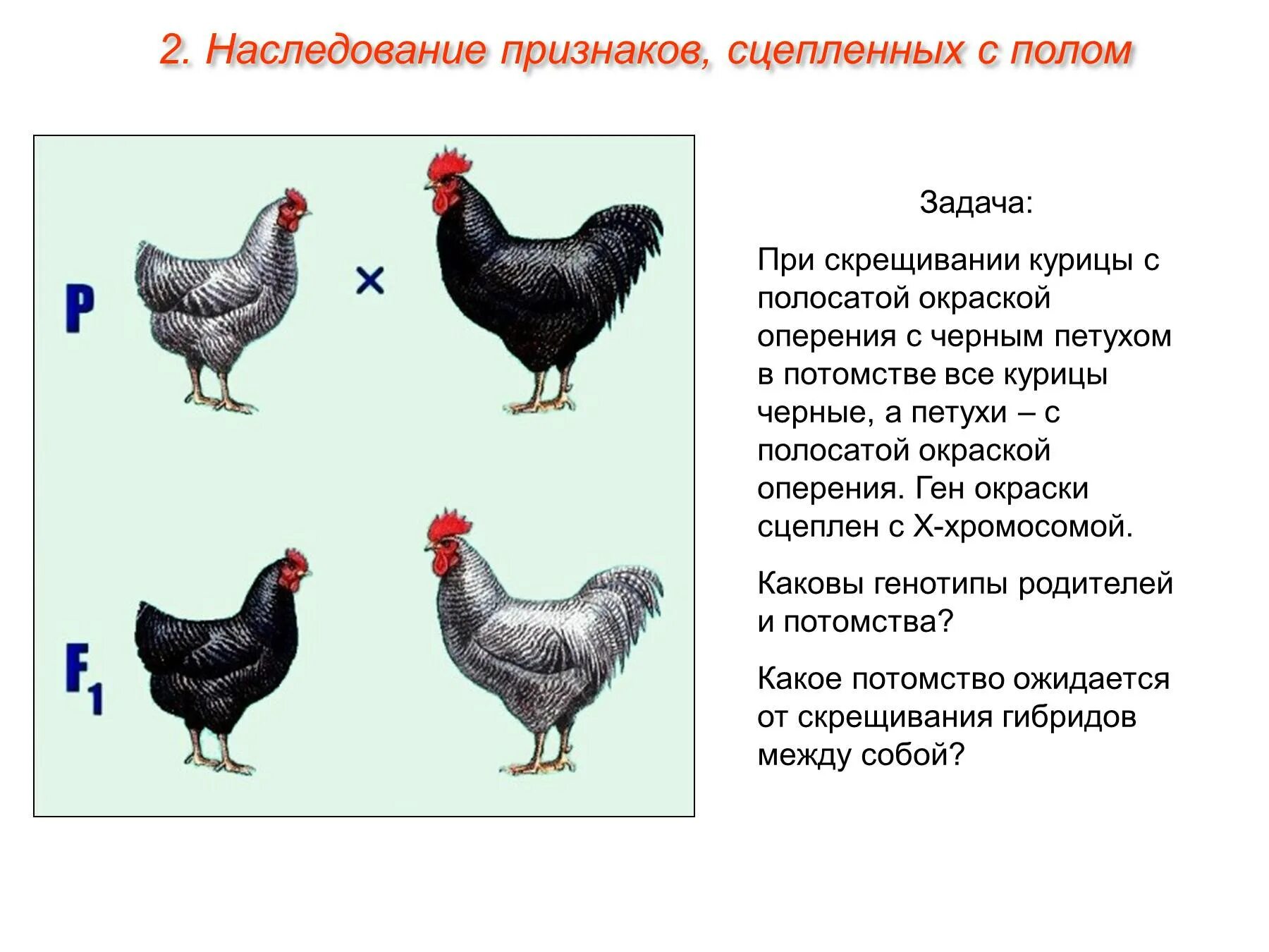 Наследование признаков сцепленных с полом. Задачи сцепленные с полом. Генотип курицы. Скрещивание кур.