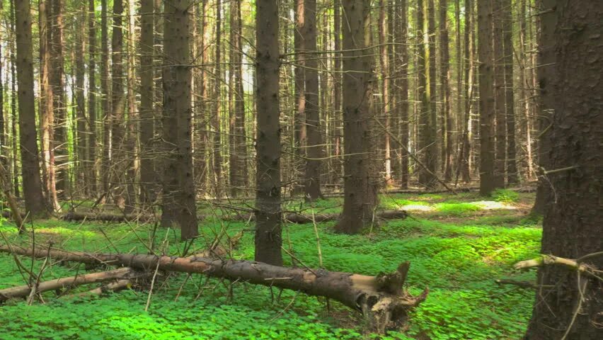 Троекуровский лес москва. Природно-исторический парк «битцевский лес». Водопад алешкинский лес. Леса москвы. Еловый лес в москве.