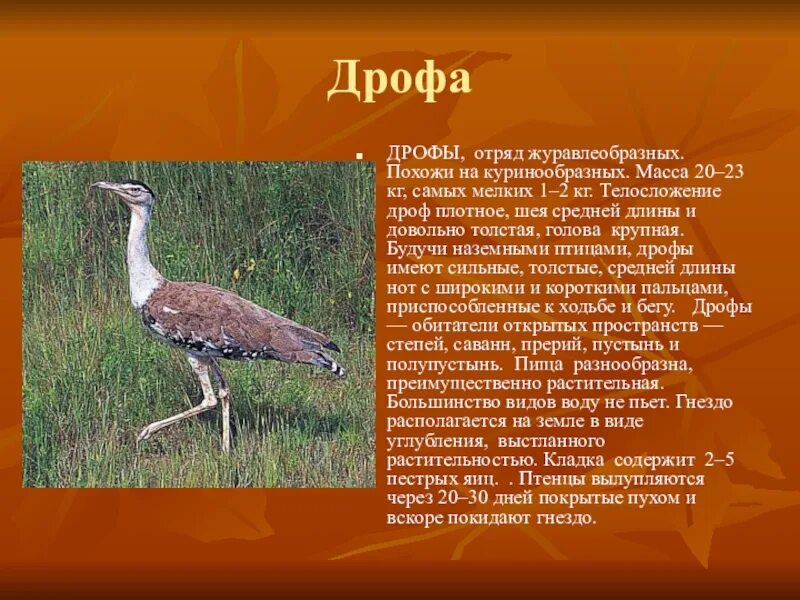 Сообщение о животном дрофа. Дрофа доклад. доклад про птицу дрофа. дрофа красная книга. дрофа описание из красной книги.