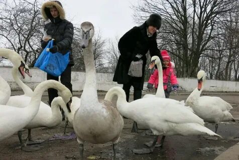 День белоснежных птиц