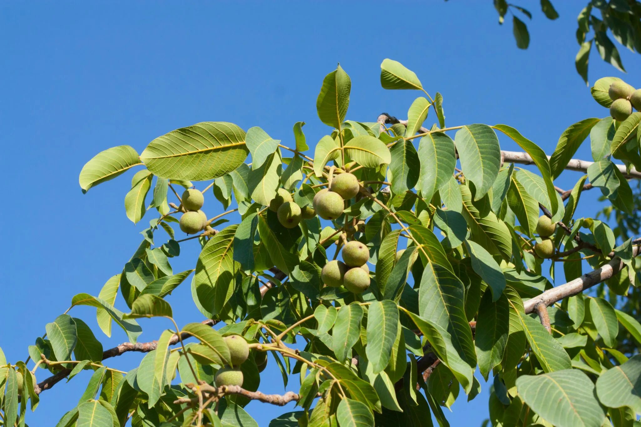 Сколько растет орех. Орешник грецкий. Орех грецкий (Juglans Regia). Орешник грецкий дерево. Орешник дерево грецкий орех.