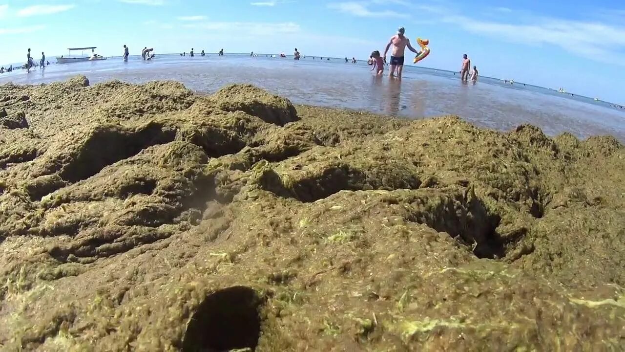 Водоросли в анапе. Камка в Анапе. Анапа Витязево водоросли. Водоросли в черном море в Анапе.