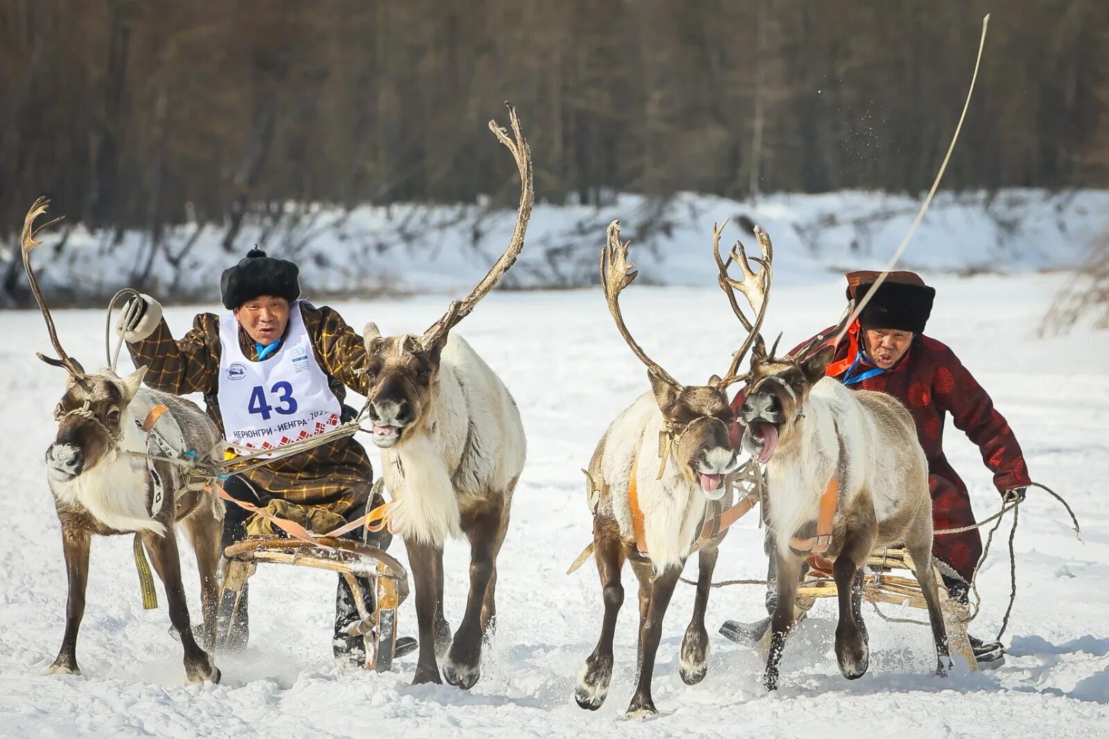 Саха олень