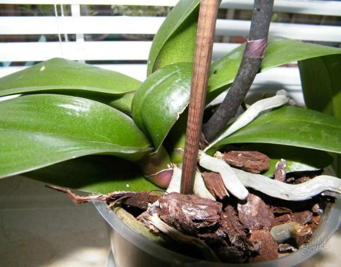Пересаживаем орхидею фаленопсис. Перевалка орхидеи. Размножение орхидей. Рассадка орхидеи.