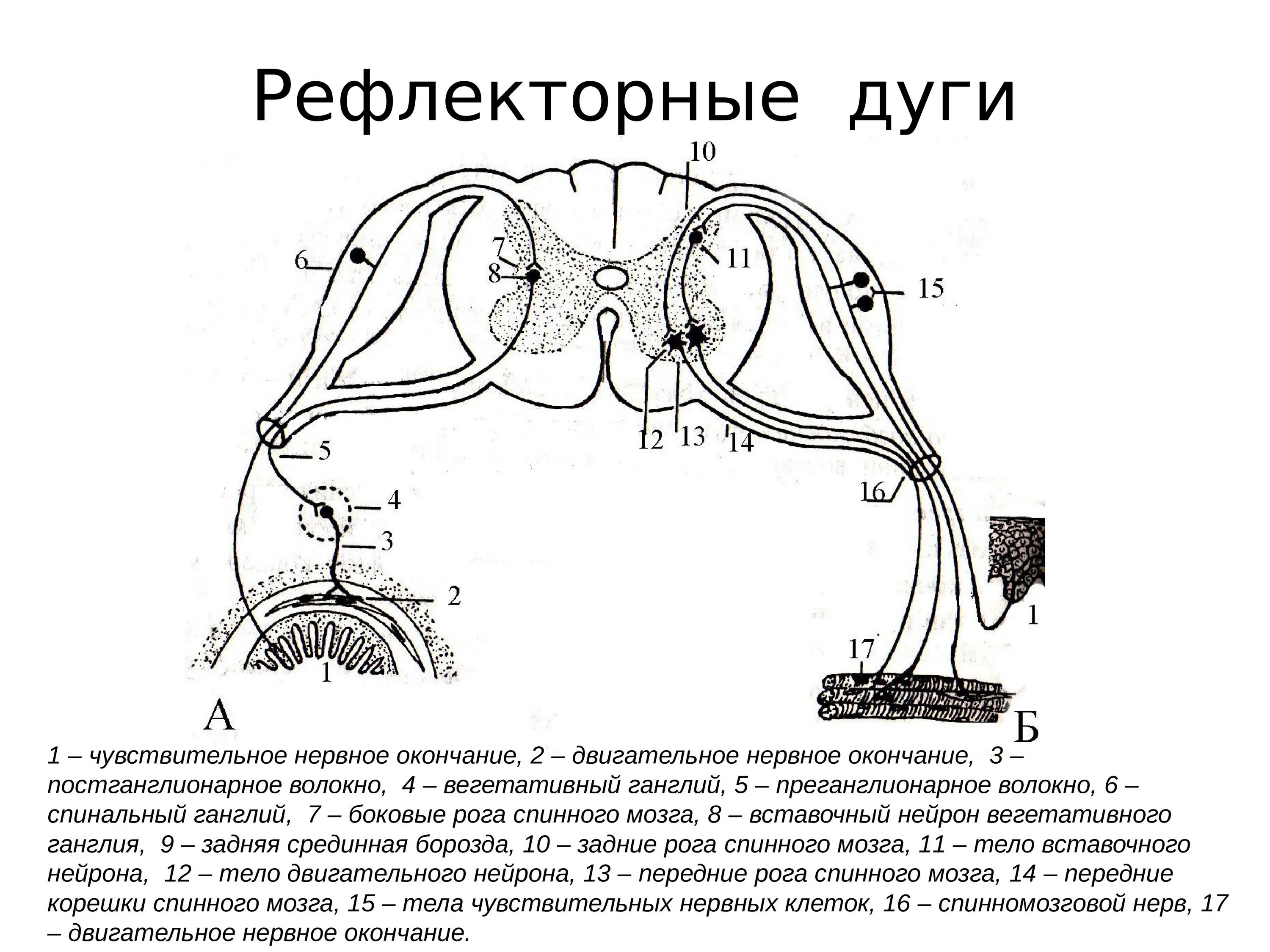 Рефлекторную дугу соматического спинномозгового рефлекса схема. Схема рефлекторной дуги соматической нервной системы. Вегетативная рефлекторная дуга гистология. Соматическая рефлекторная дуга схема с подписями.