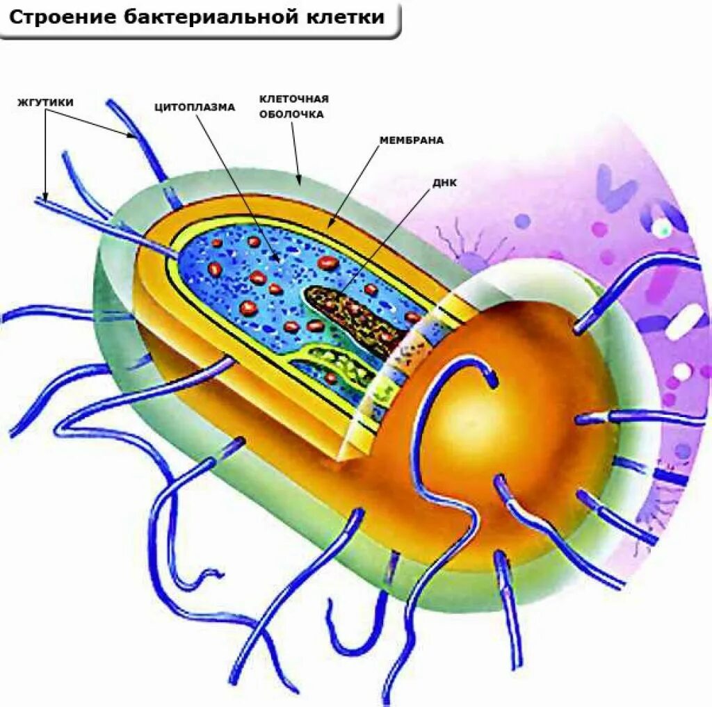 Строение клетки бактерии рисунок. Строение бактериальной клетки рисунок. Модель строения бактериальной клетки. Строение прокариотической микробной клетки.. Строение бактериальной клетки жгутики клеточная стенка.