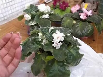 Фиалка почему вянут листья