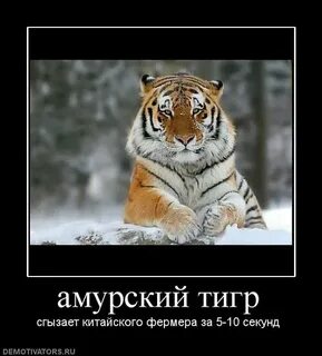 Тигр тигр смысл